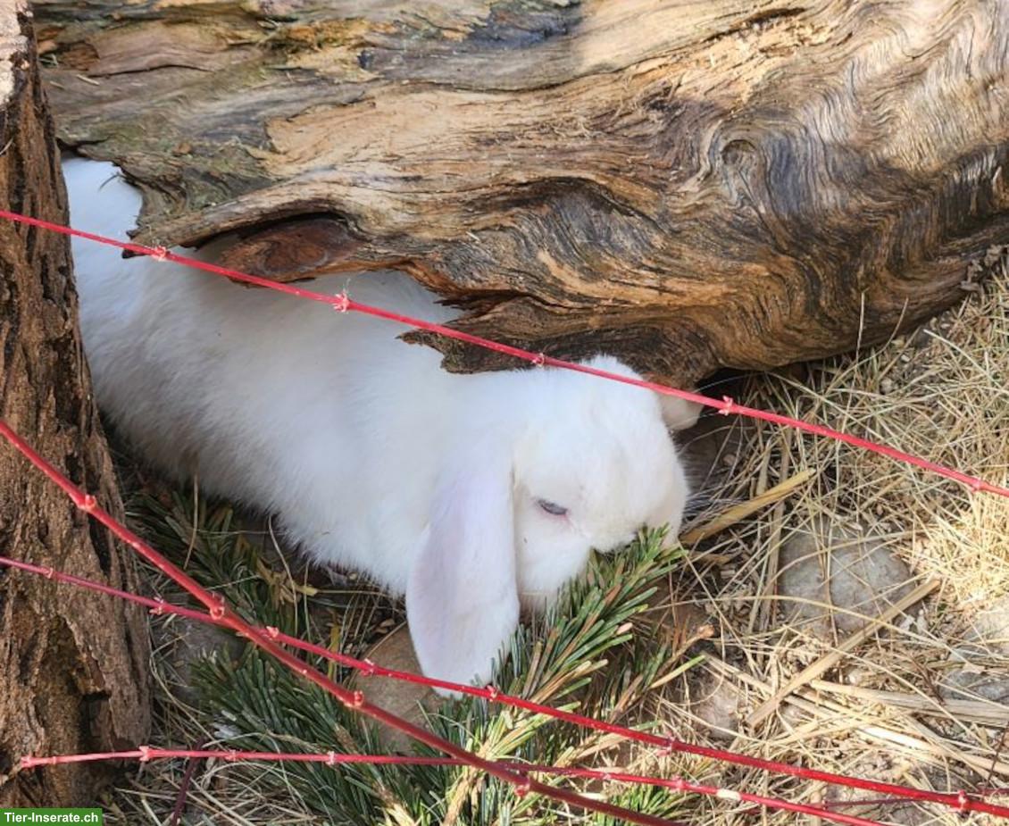 Bild 2: Weisser Zwergwidder Rammler sucht Häsin