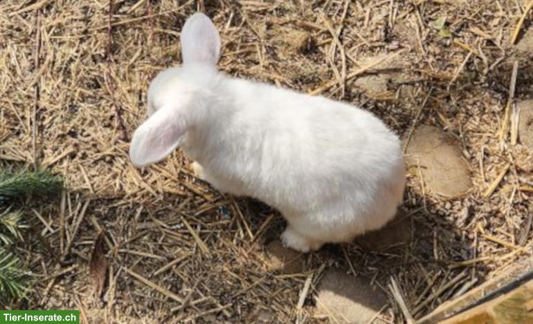 Bild 3: Weisser Zwergwidder Rammler sucht Häsin