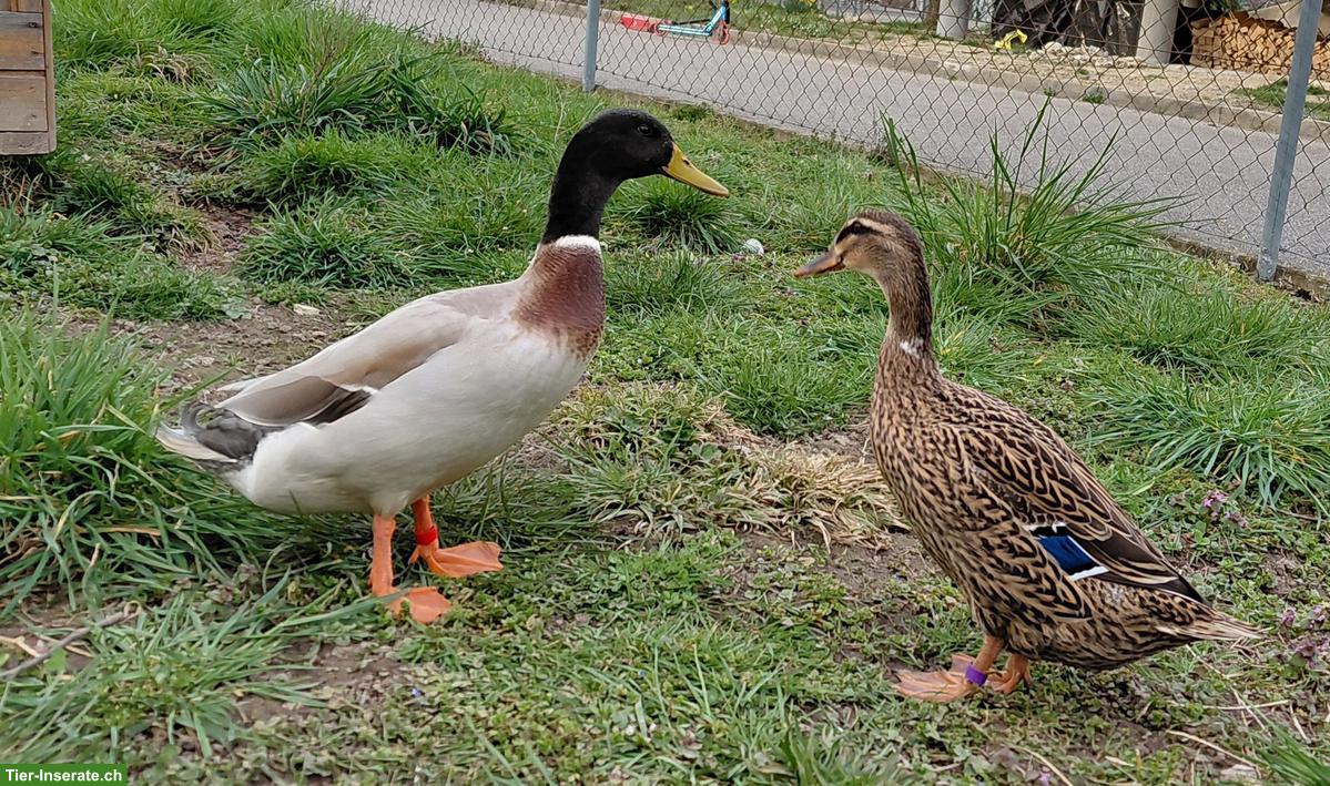 Laufenten-Paar zu verkaufen, optional mit Entenhaus