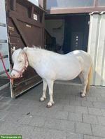 American Miniature Horse Stute, sehr braves Pony