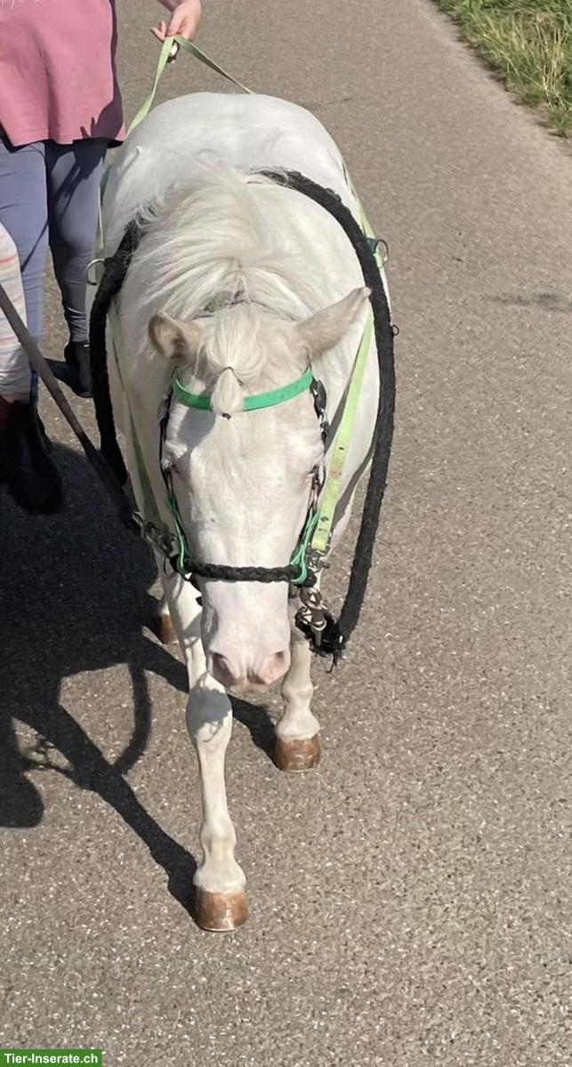 Bild 2: American Miniature Horse Stute, sehr braves Pony