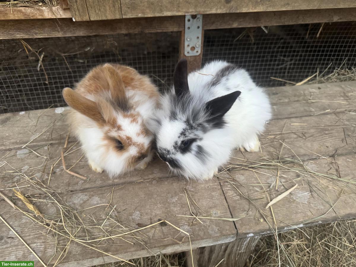 Junge süsse Löwenköpfchen, männlich