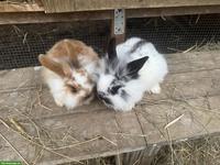 Junge süsse Löwenköpfchen, männlich