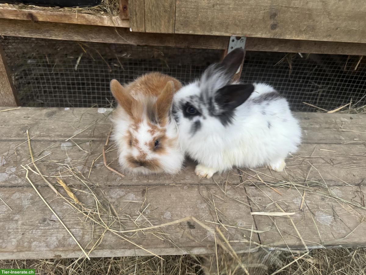 Bild 2: Junge süsse Löwenköpfchen, männlich