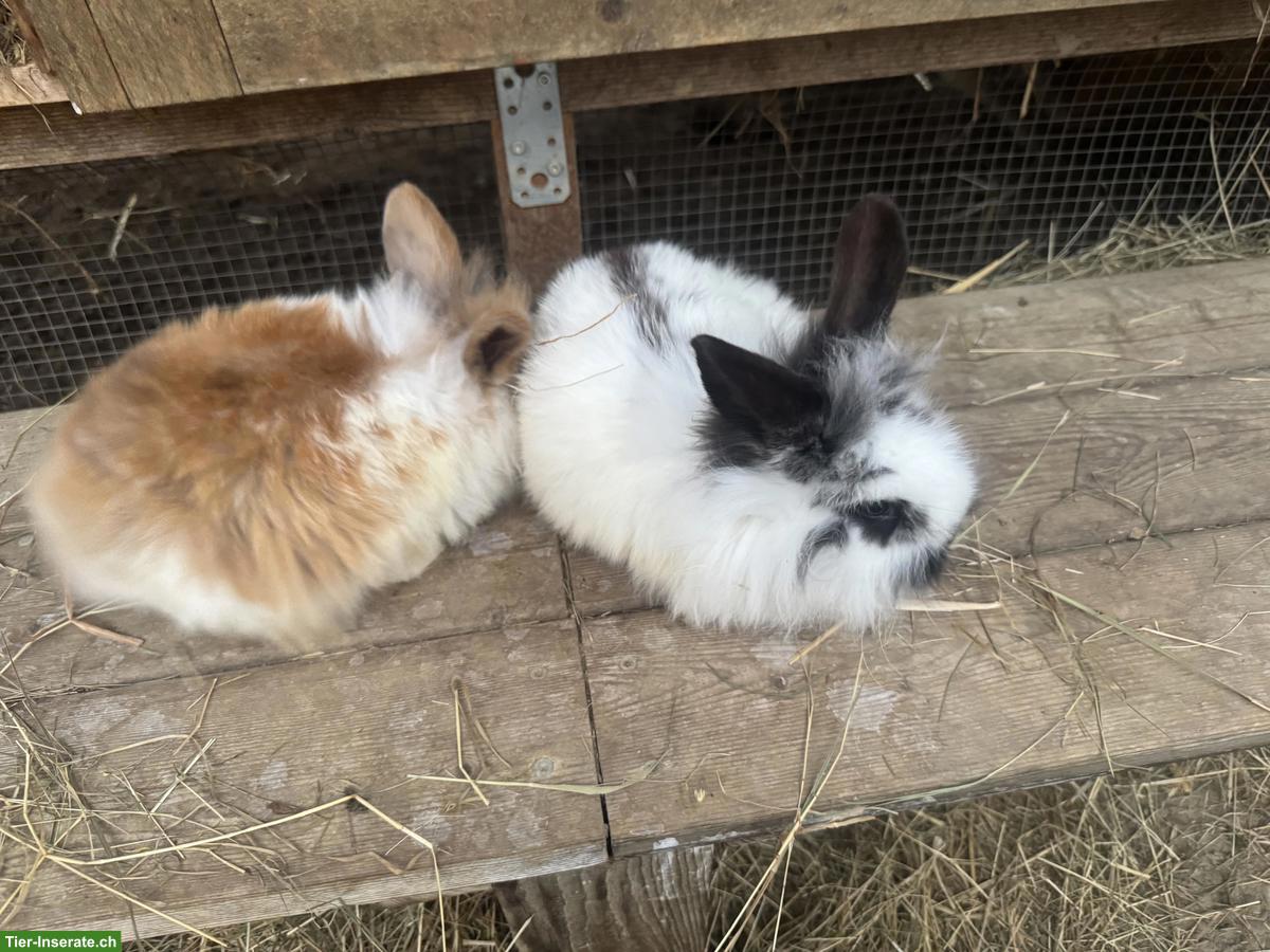 Bild 4: Junge süsse Löwenköpfchen, männlich