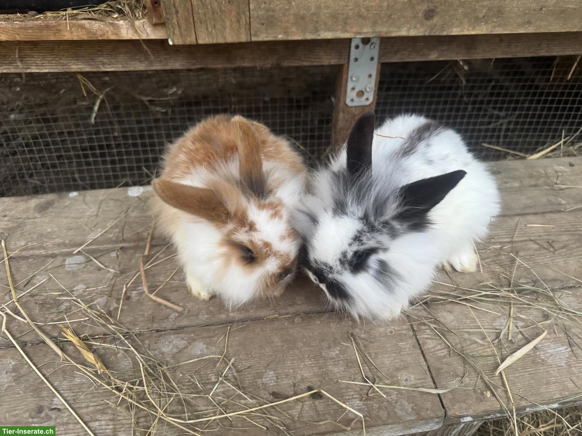 Bild 5: Junge süsse Löwenköpfchen, männlich