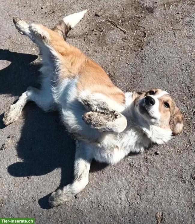 Junge Mischlingswelpen suchen tolles Zuhause