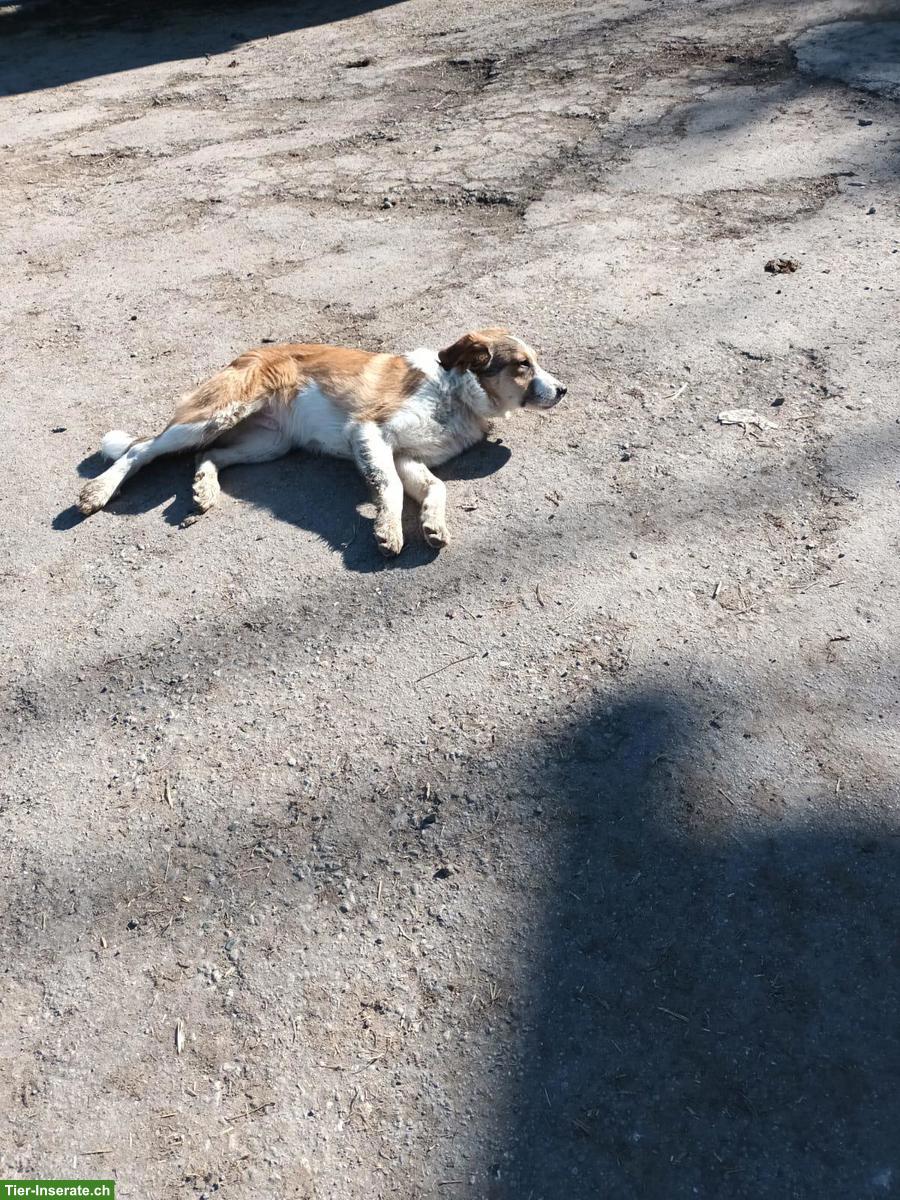 Bild 2: Junge Mischlingswelpen suchen tolles Zuhause