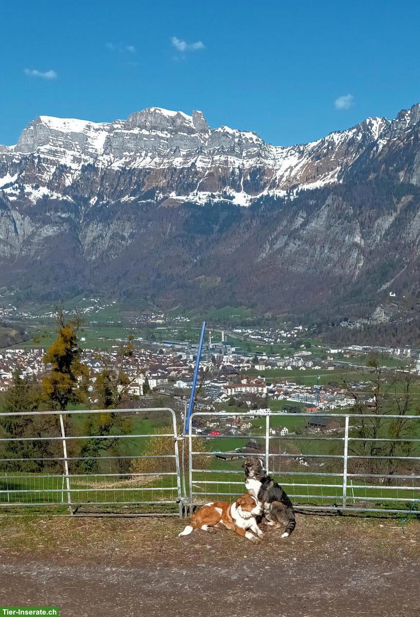 Bild 3: Junge Mischlingswelpen suchen tolles Zuhause