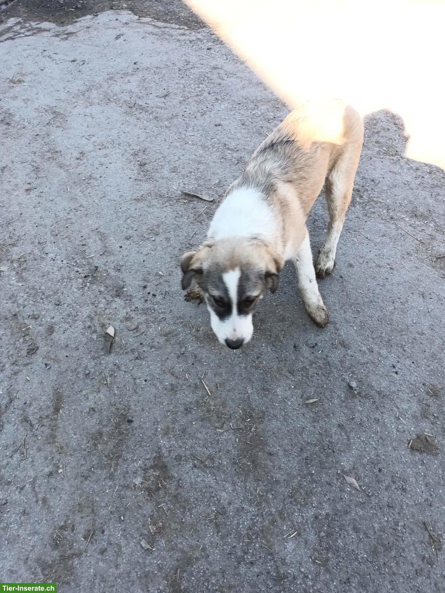 Bild 4: Junge Mischlingswelpen suchen tolles Zuhause