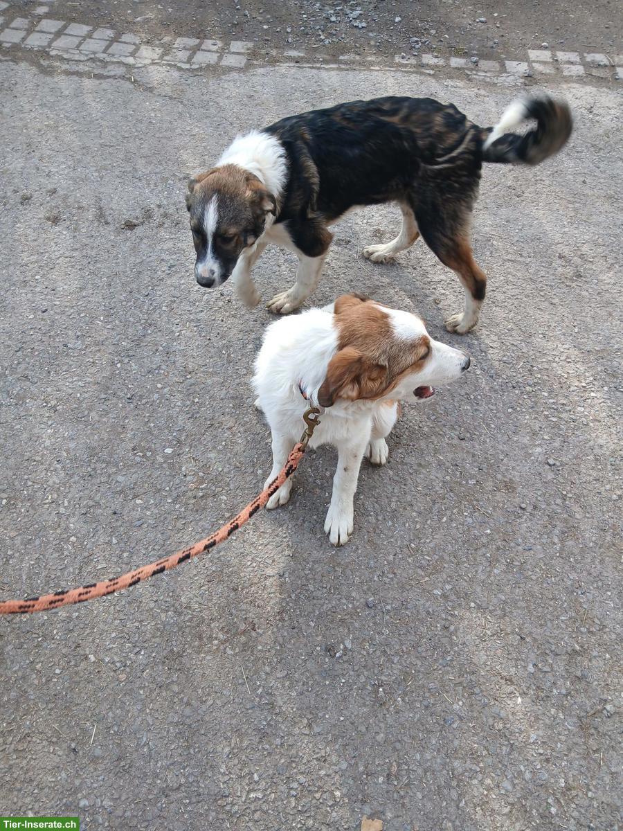 Bild 6: Junge Mischlingswelpen suchen tolles Zuhause