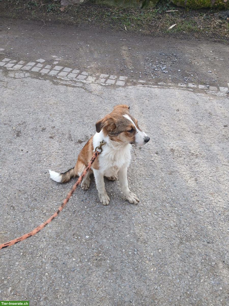 Bild 7: Junge Mischlingswelpen suchen tolles Zuhause