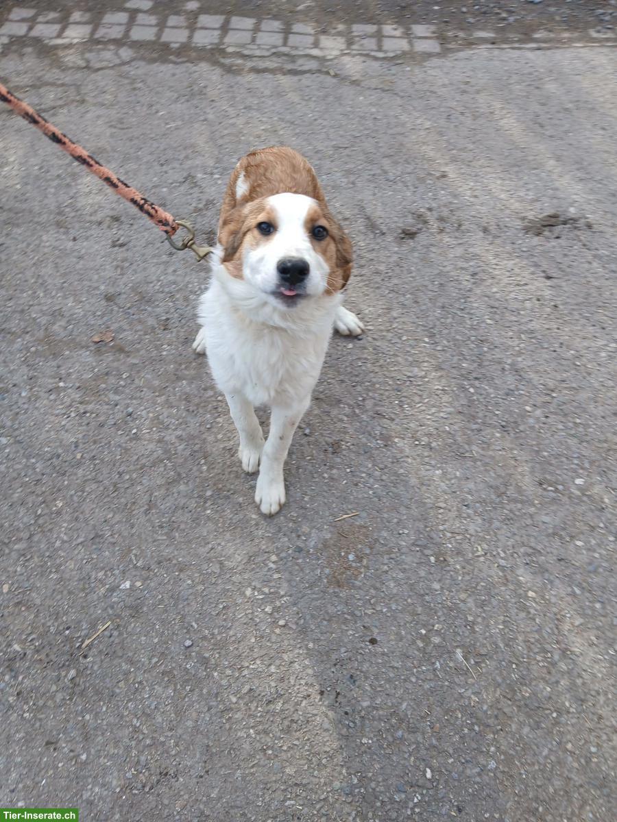 Bild 8: Junge Mischlingswelpen suchen tolles Zuhause