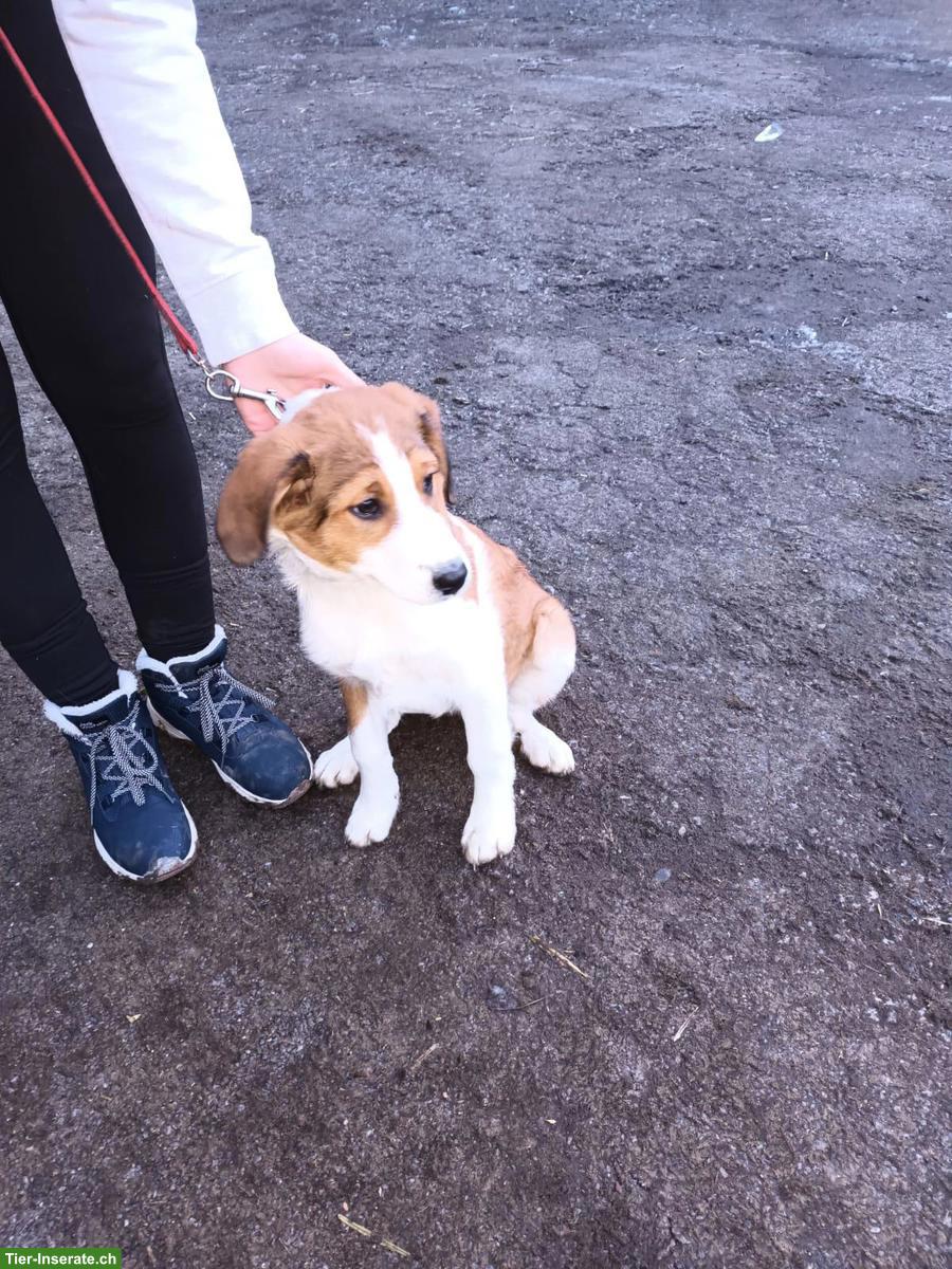 Bild 9: Junge Mischlingswelpen suchen tolles Zuhause