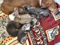 Zuckersüsse Zwergdackel Babys suchen für immer Zuhause 🏡