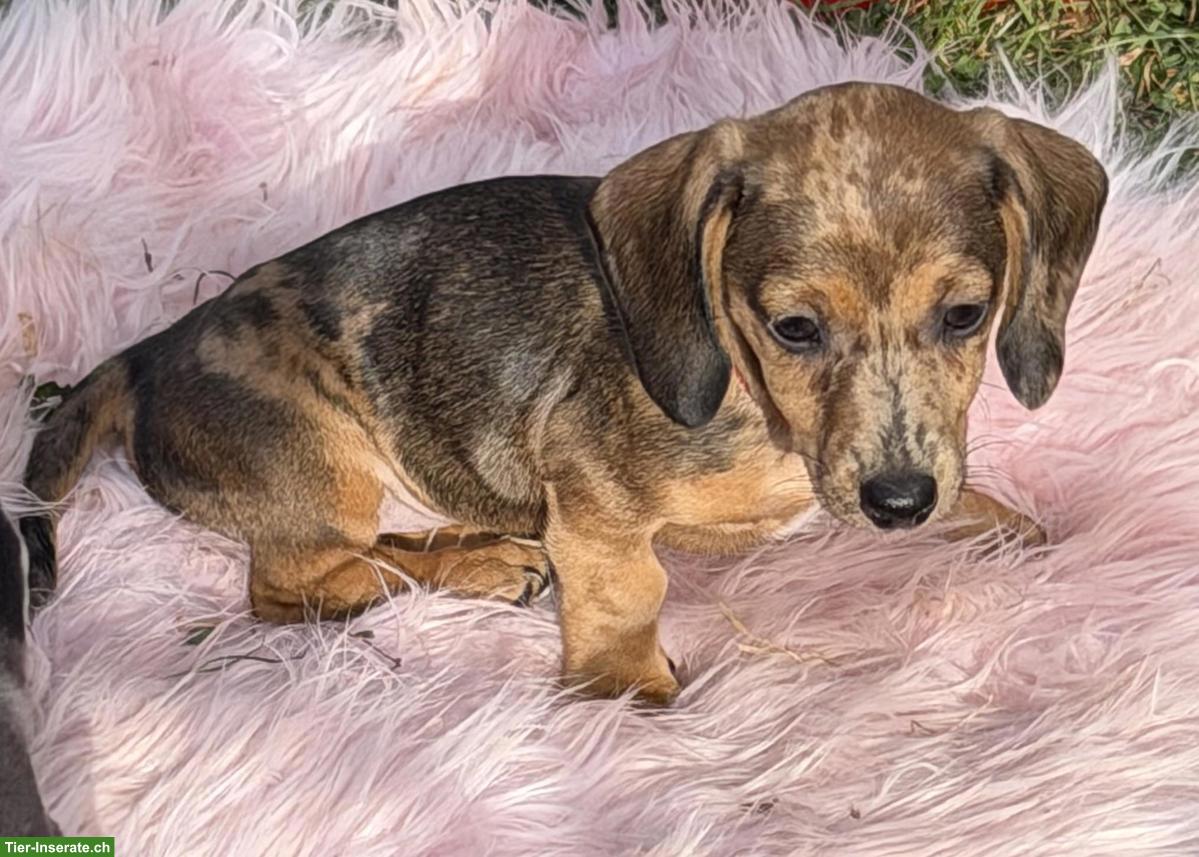 Bild 5: Zuckersüsse Zwergdackel Babys suchen für immer Zuhause 🏡