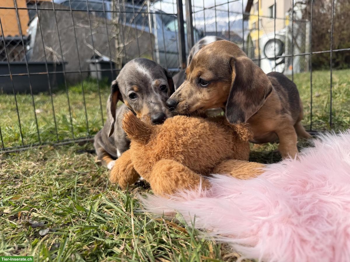 Bild 6: Zuckersüsse Zwergdackel Babys suchen für immer Zuhause 🏡
