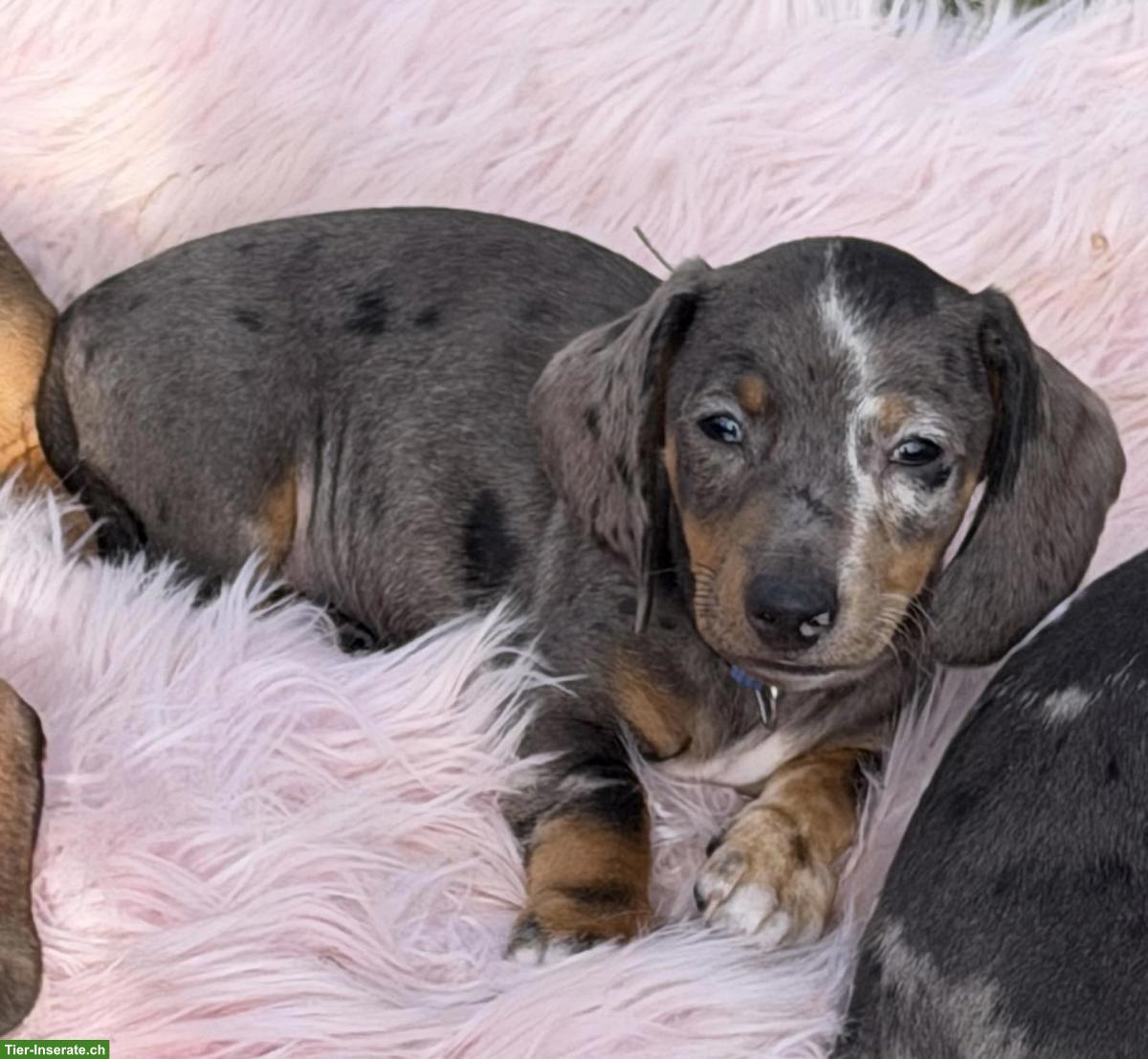 Bild 8: Zuckersüsse Zwergdackel Babys suchen für immer Zuhause 🏡