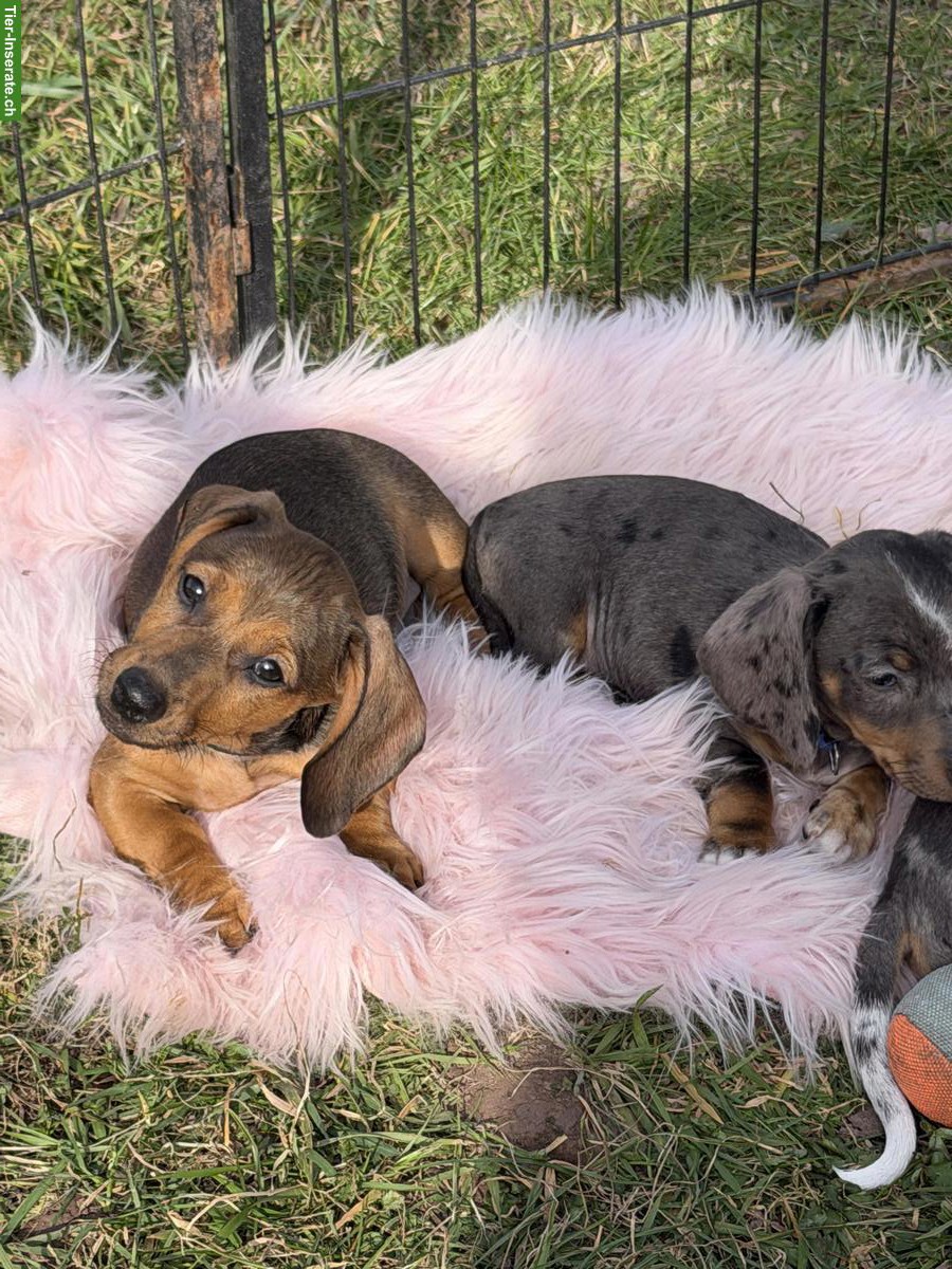 Bild 9: Zuckersüsse Zwergdackel Babys suchen für immer Zuhause 🏡