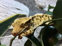 Kronengecko (Correlophus ciliatus) Kanaky Männchen