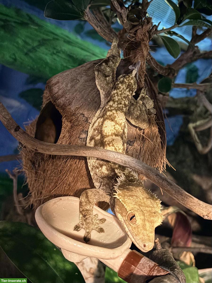 Bild 2: Kronengecko (Correlophus ciliatus) Kanaky Männchen