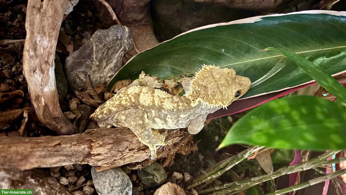 Bild 3: Kronengecko (Correlophus ciliatus) Kanaky Männchen