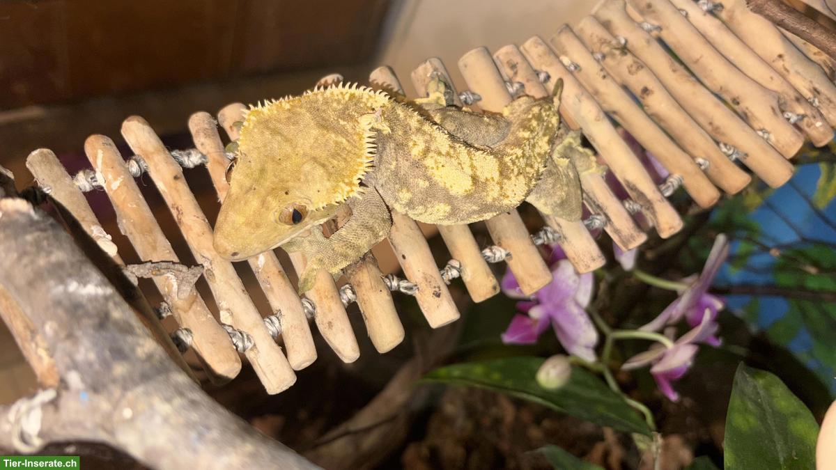 Bild 4: Kronengecko (Correlophus ciliatus) Kanaky Männchen