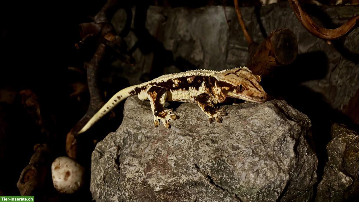 Kronengecko Lilly White, Goro, Männchen