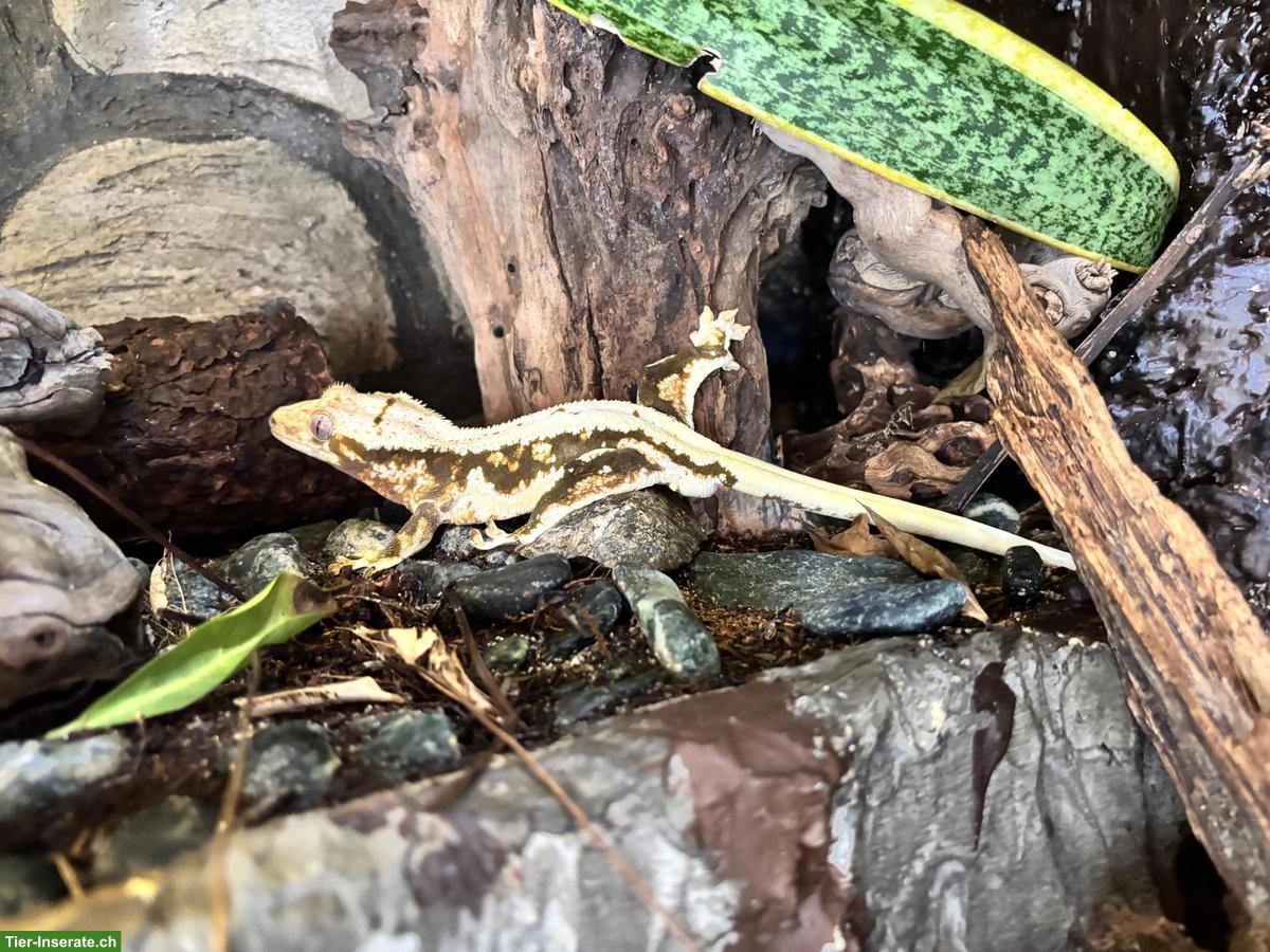 Bild 2: Kronengecko Lilly White, Goro, Männchen