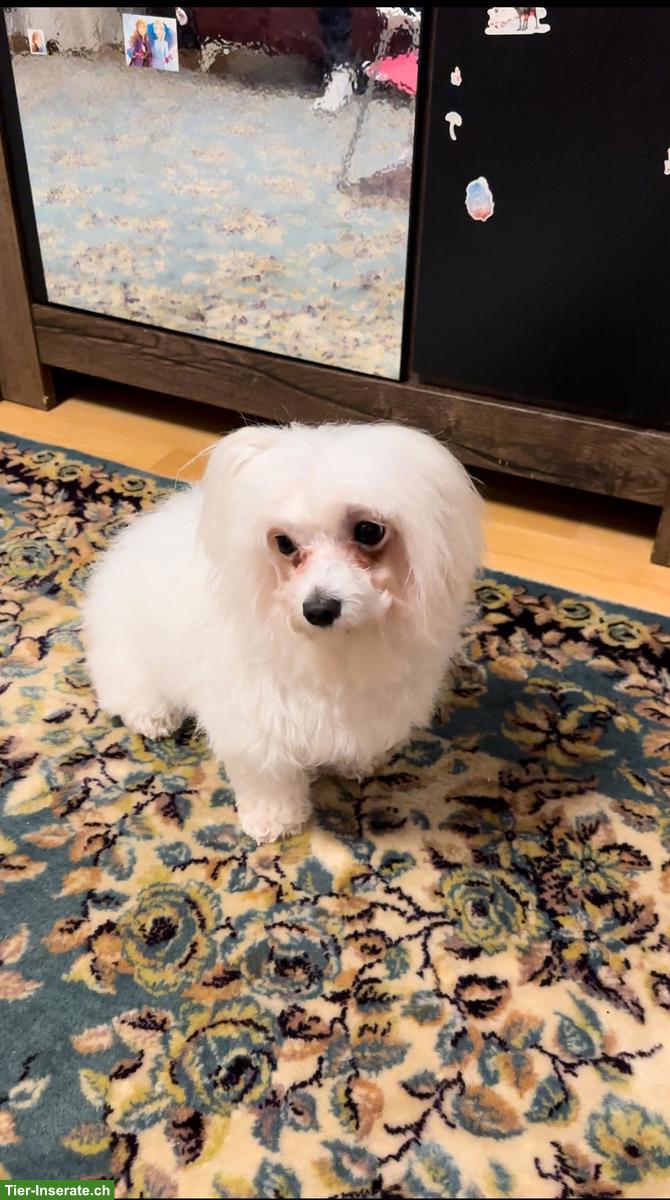 4-jährige Malteser Hündin sucht liebe Familie