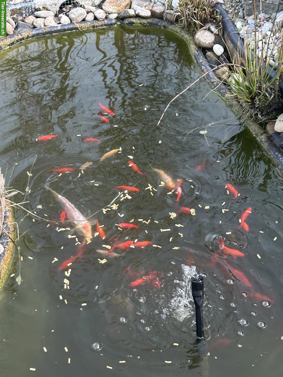 Goldfische und Koi GRATIS abzugeben