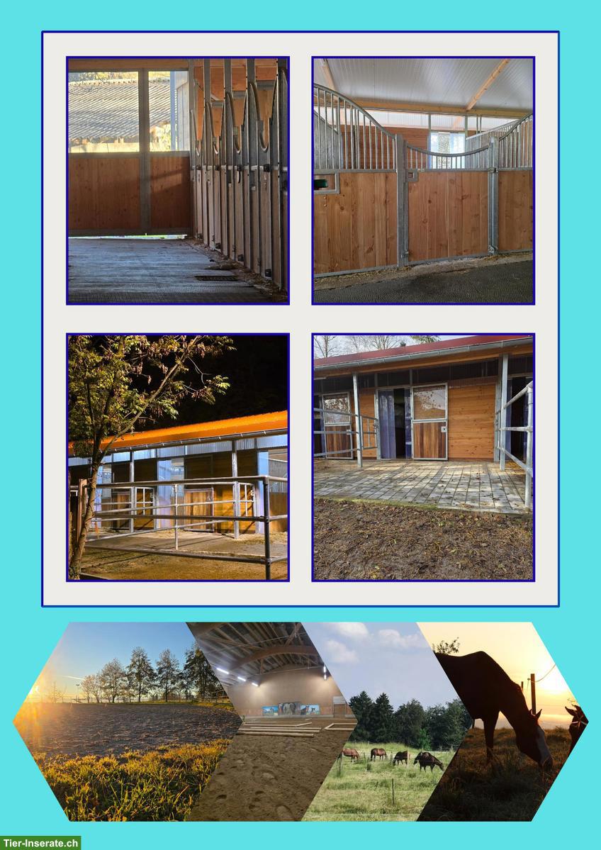 Moderne Auslaufboxe in Westernreitstall zu vermieten