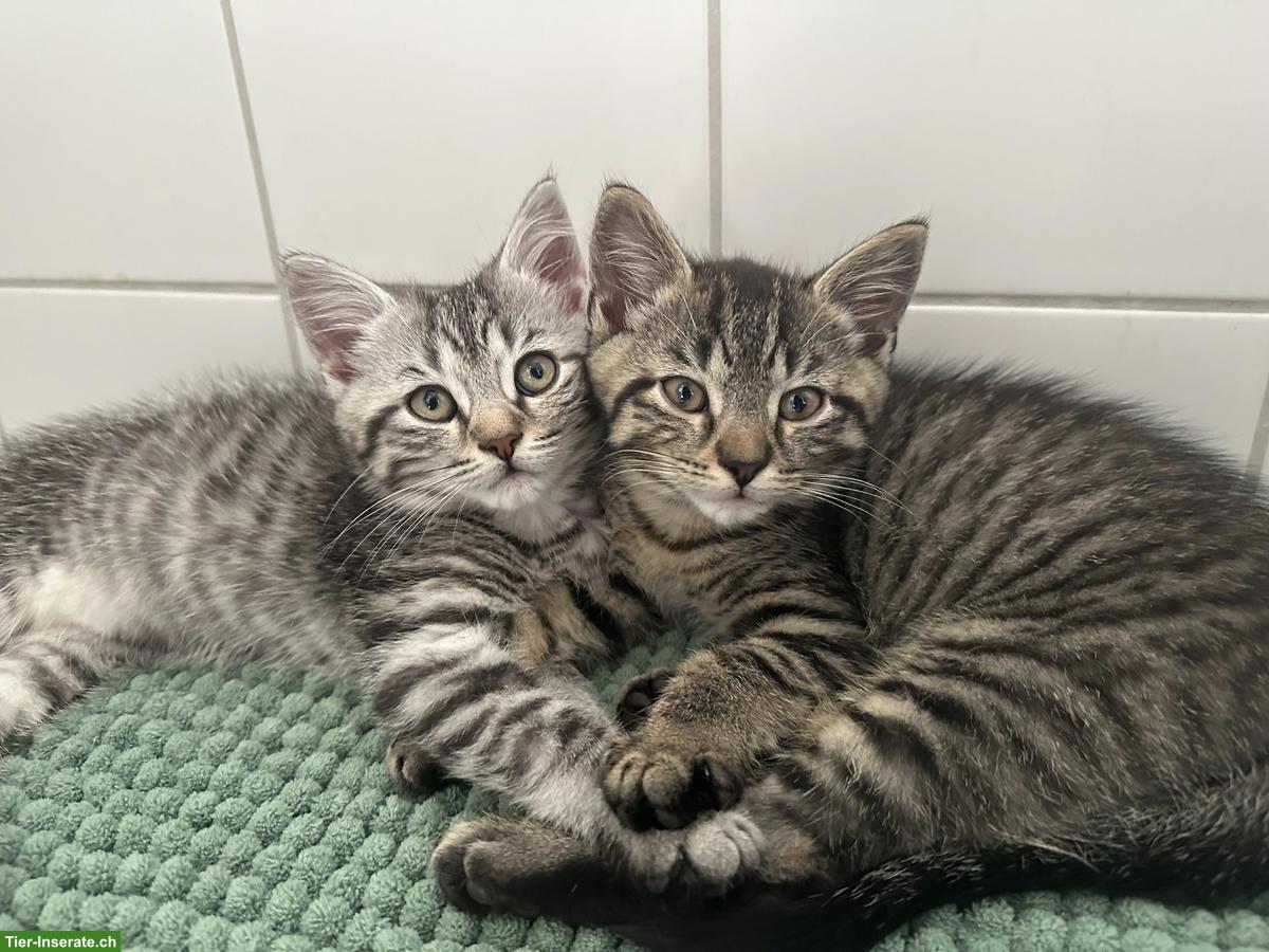 2 Kitten (Kater) suchen neues Zuhause