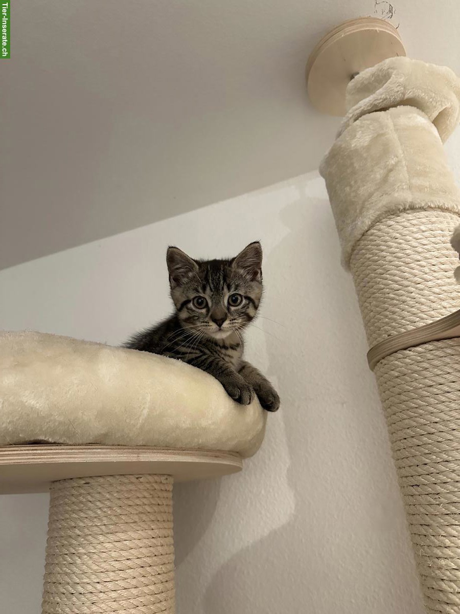 Bild 5: 2 Kitten (Kater) suchen neues Zuhause