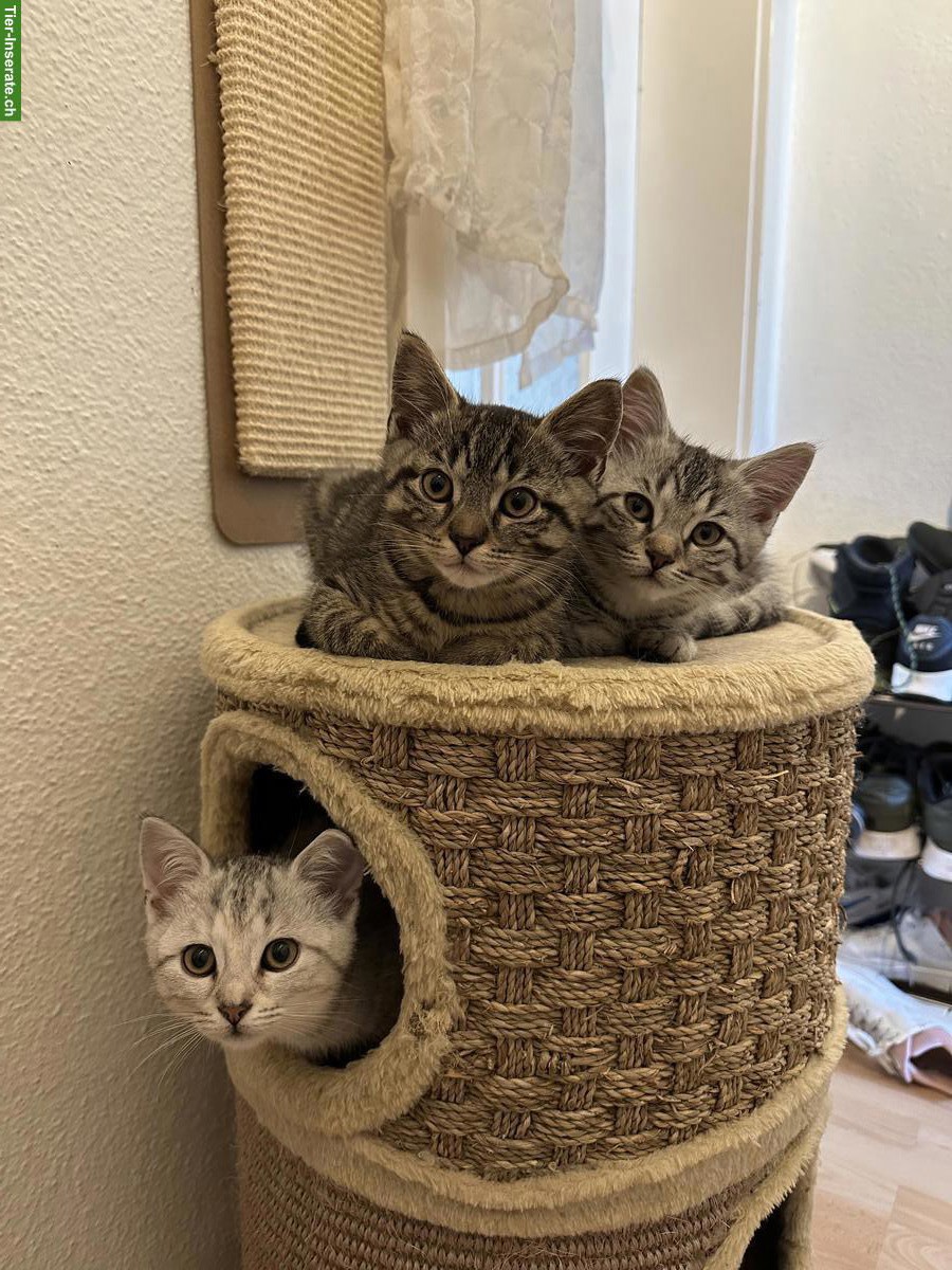 Bild 6: 2 Kitten (Kater) suchen neues Zuhause