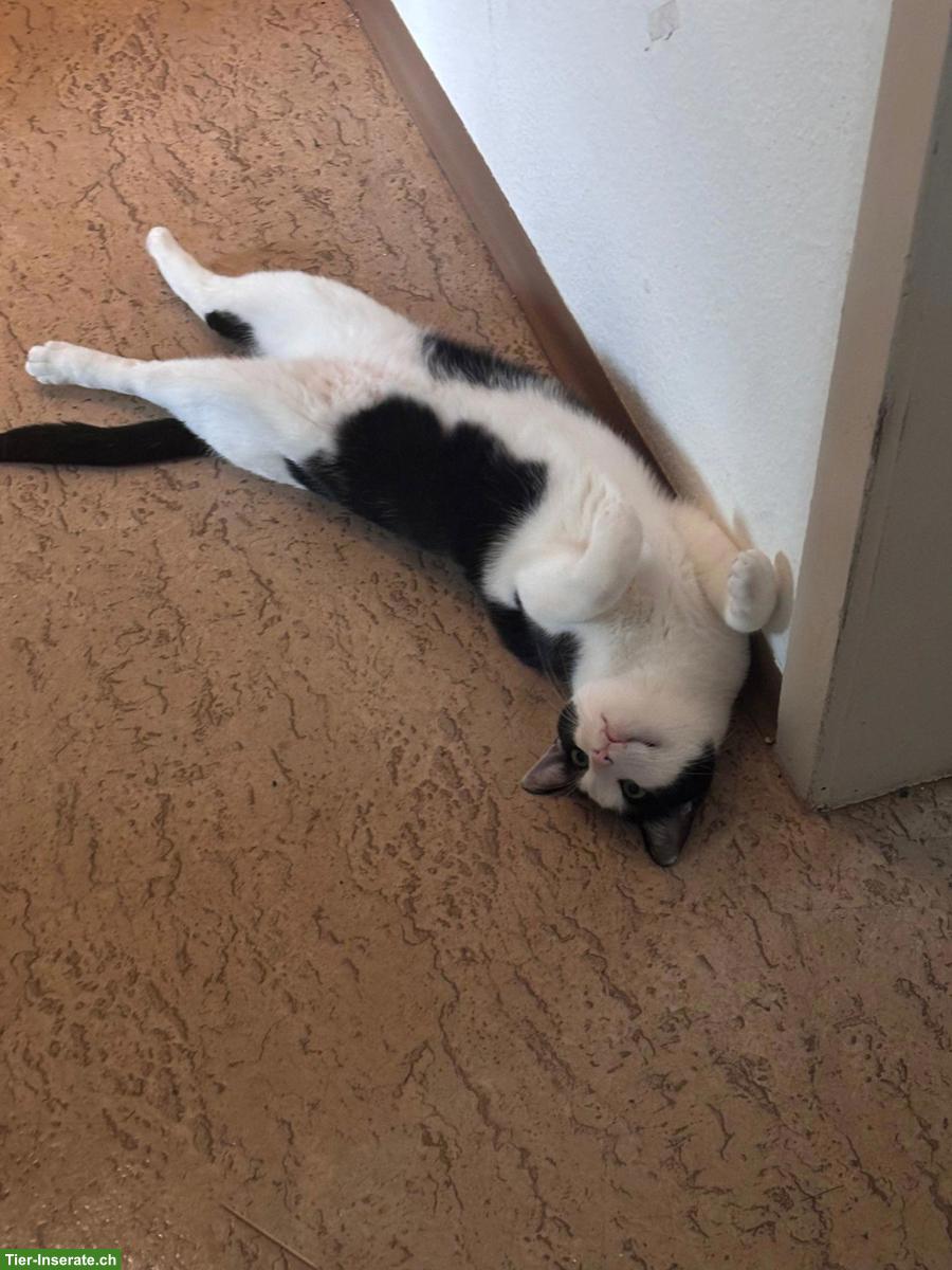 Wohnungskatze Gspändli GESUCHT