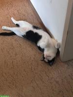 Wohnungskatze Gspändli GESUCHT