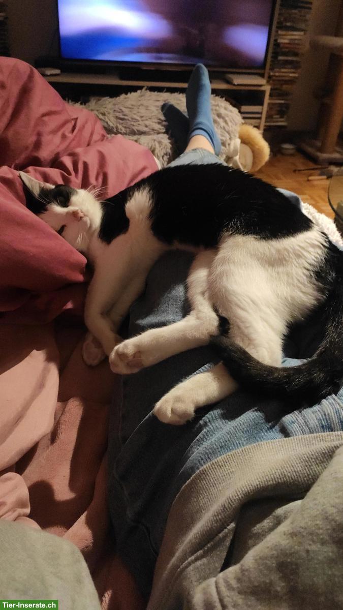 Bild 3: Wohnungskatze Gspändli GESUCHT