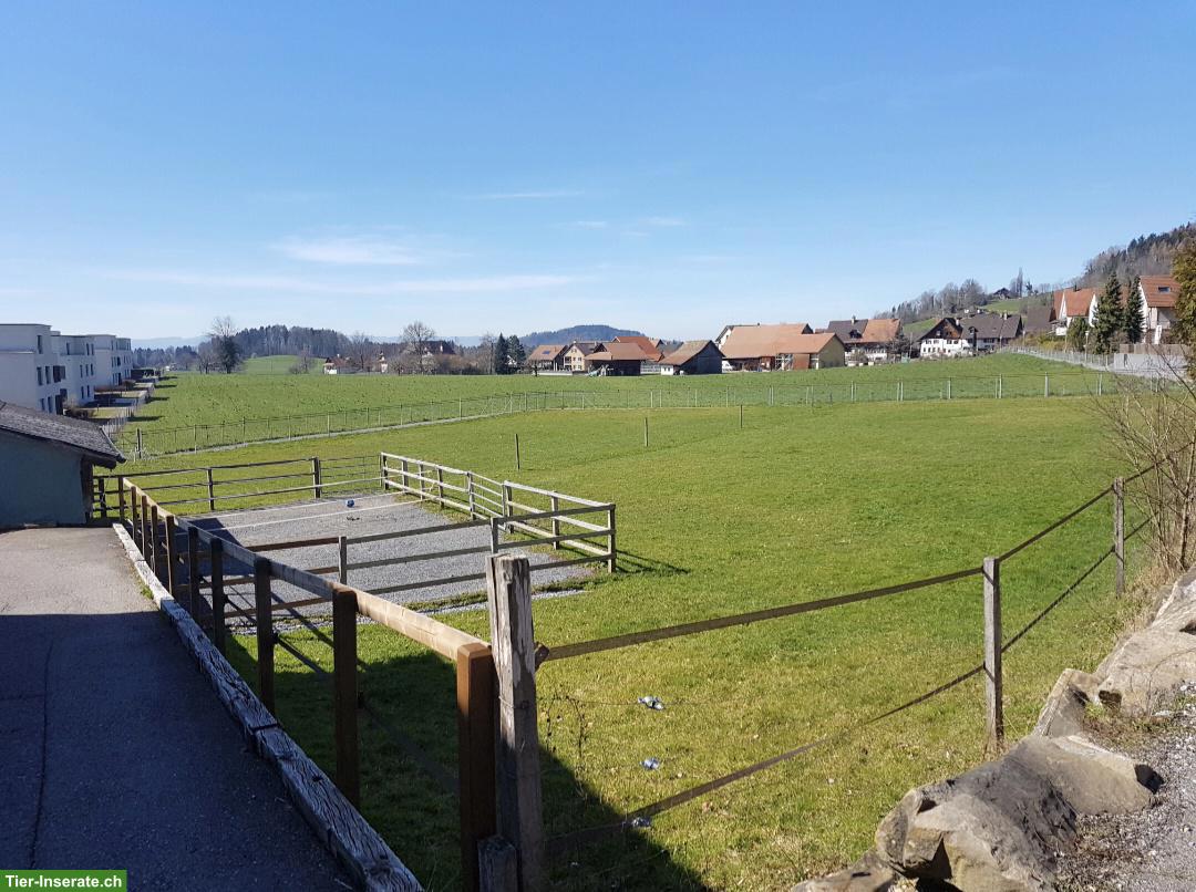 Toller Offenstallplatz frei in Hausen am Albis ZH, Selbstversorger