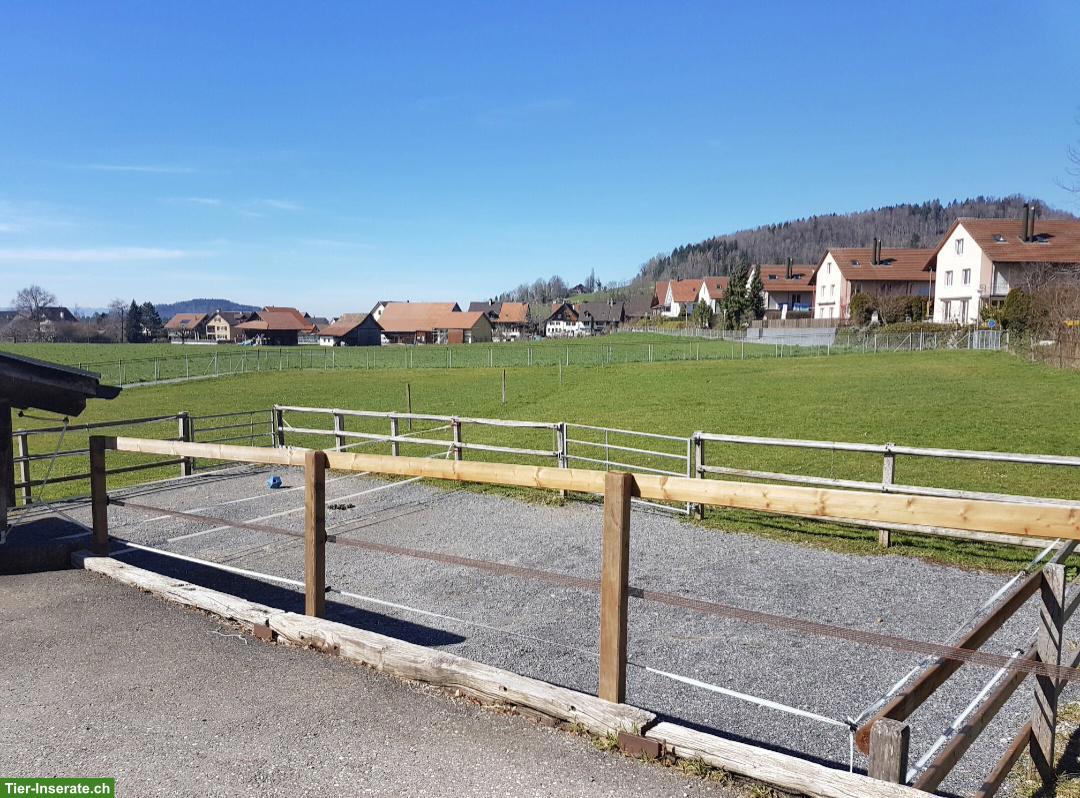 Bild 2: Toller Offenstallplatz frei in Hausen am Albis ZH, Selbstversorger