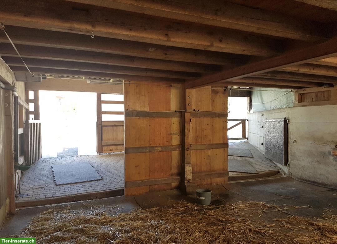 Bild 3: Toller Offenstallplatz frei in Hausen am Albis ZH, Selbstversorger