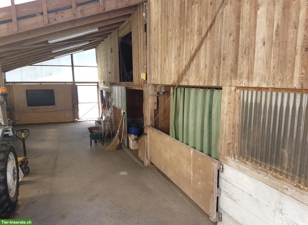 Bild 4: Toller Offenstallplatz frei in Hausen am Albis ZH, Selbstversorger