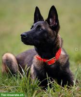 Junge Malinois Hündin Timba, die anhängliche Prinzessin