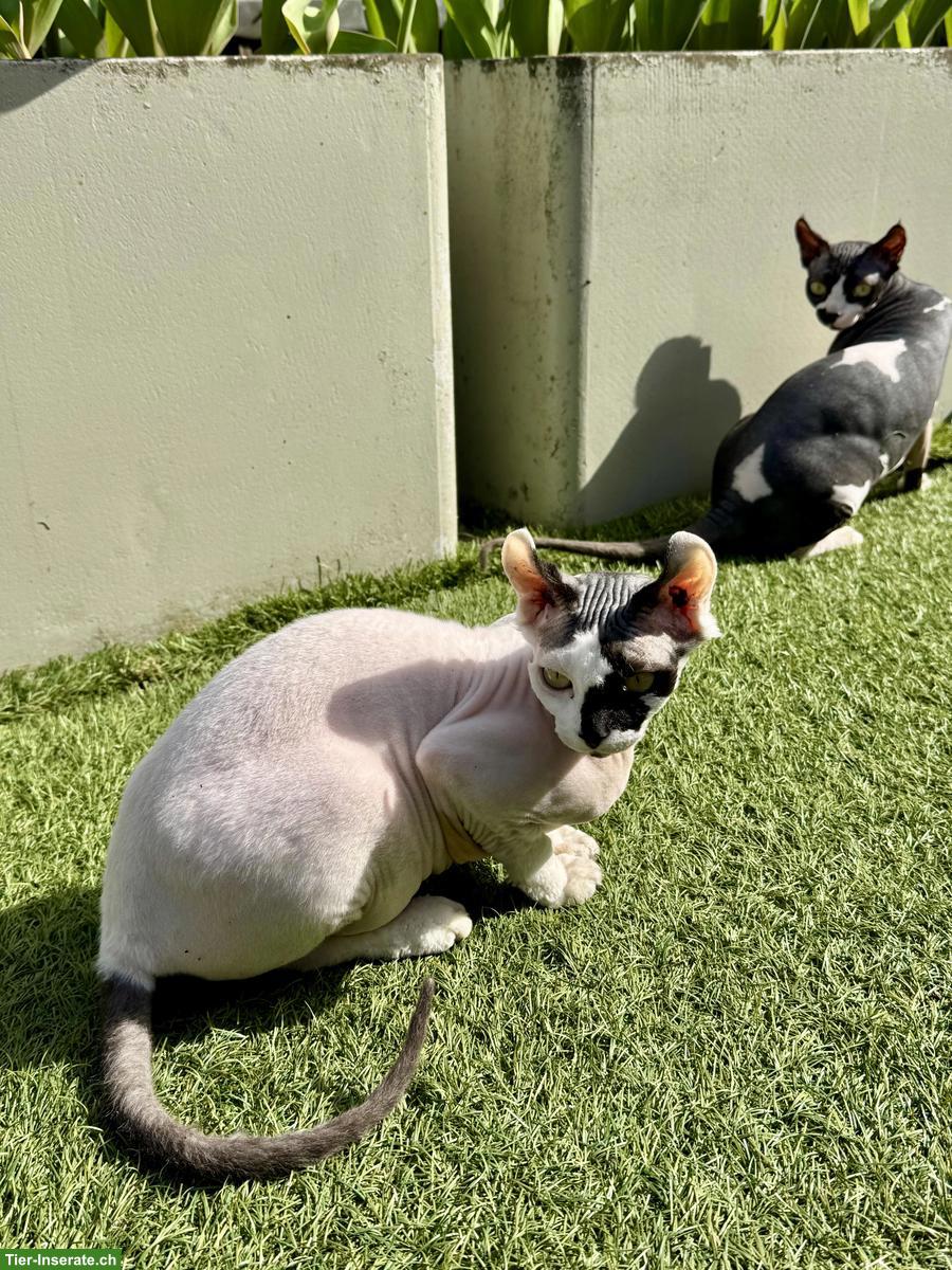Zwei 1-jährige Sphynx Katzen suchen liebes Zuhause