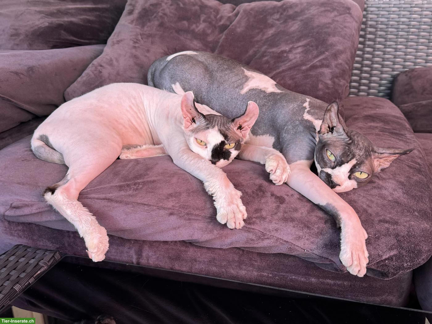 Bild 10: Zwei 1.5-jährige Sphynx Katzen suchen liebes Zuhause