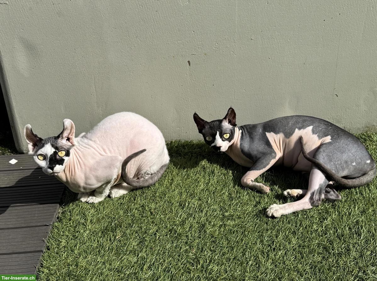 Bild 2: Zwei 1-jährige Sphynx Katzen suchen liebes Zuhause