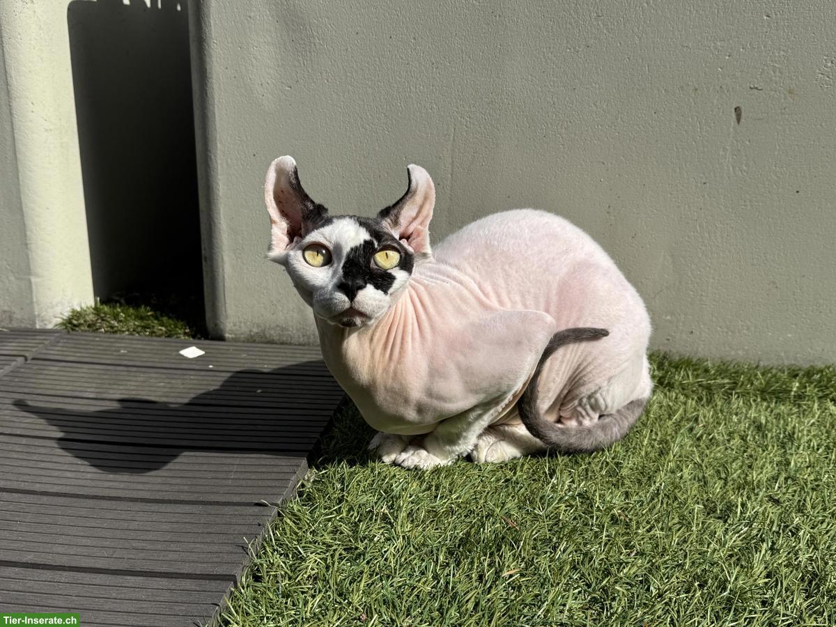 Bild 3: Zwei 1-jährige Sphynx Katzen suchen liebes Zuhause