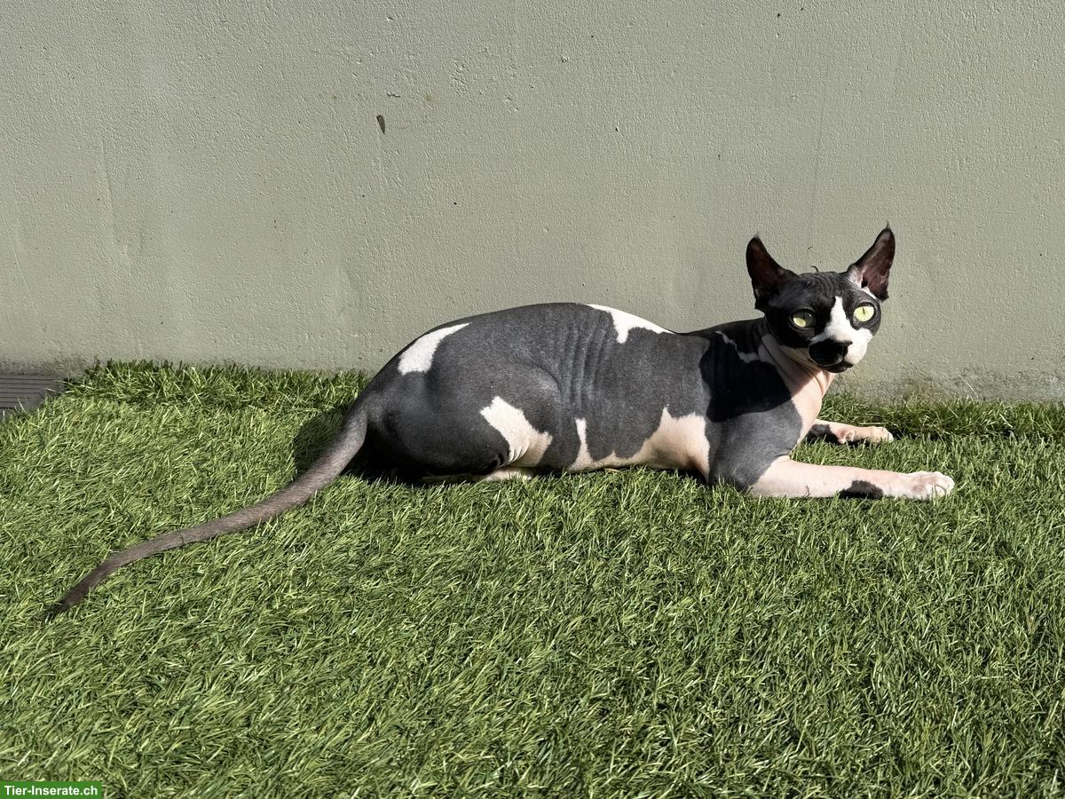 Bild 4: Zwei 1-jährige Sphynx Katzen suchen liebes Zuhause