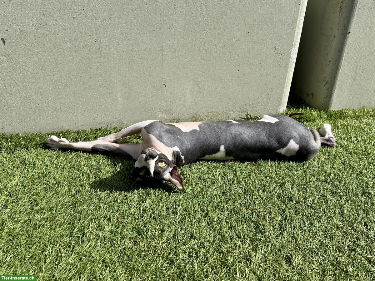 Bild 5: Zwei 1-jährige Sphynx Katzen suchen liebes Zuhause