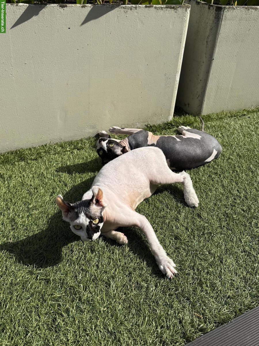 Bild 6: Zwei 1-jährige Sphynx Katzen suchen liebes Zuhause